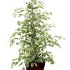 Ficus benjamina Twilight – Ø21cm – ↕95cm + Pot Basic D22x19cm – Bordeaux