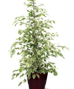 Ficus benjamina Twilight – Ø21cm – ↕95cm + Pot Basic D22x19cm – Bordeaux