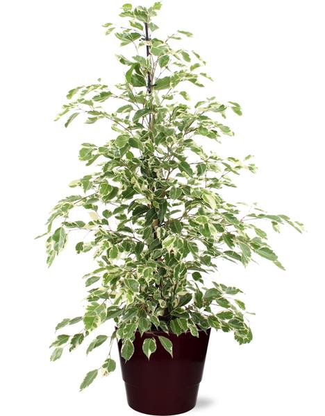 Ficus benjamina Twilight – Ø21cm – ↕95cm + Pot Basic D22x19cm – Bordeaux