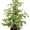 Ficus benjamina Goldenking – Ø21cm – ↕95cm + Pot Basic D22x19cm – Bordeaux