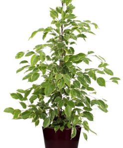 Ficus benjamina Goldenking – Ø21cm – ↕95cm + Pot Basic D22x19cm – Bordeaux