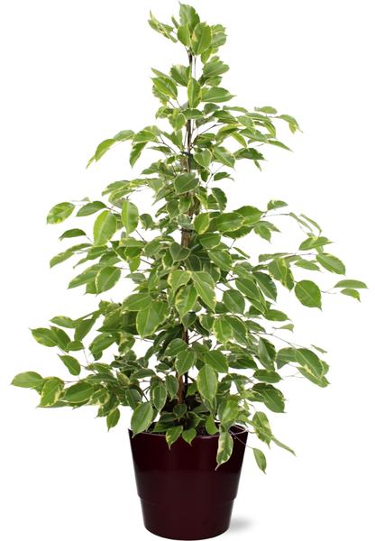 Ficus benjamina Goldenking – Ø21cm – ↕95cm + Pot Basic D22x19cm – Bordeaux