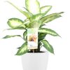 Dieffenbachia Camilla – Ø17cm – ↕45cm + Pot Brussels D18x17cm – Weiß