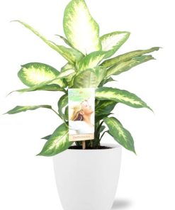 Dieffenbachia Camilla – Ø17cm – ↕45cm + Pot Brussels D18x17cm – Weiß