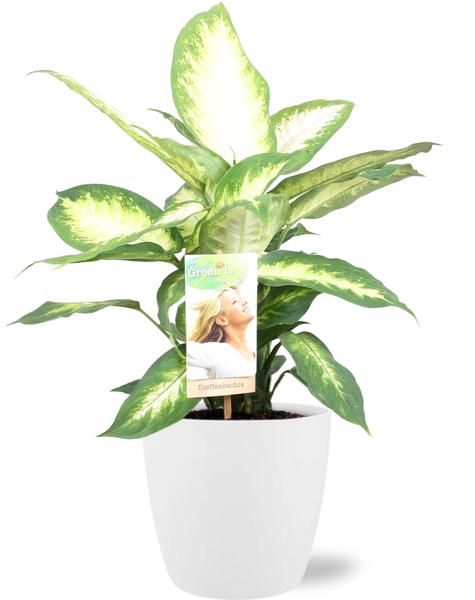 Dieffenbachia Camilla – Ø17cm – ↕45cm + Pot Brussels D18x17cm – Weiß