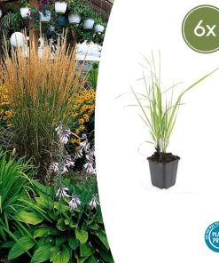 Calamagrostis acut. ‚Karl Foerster‘ – ↕10-25cm – Ø9cm – 6x