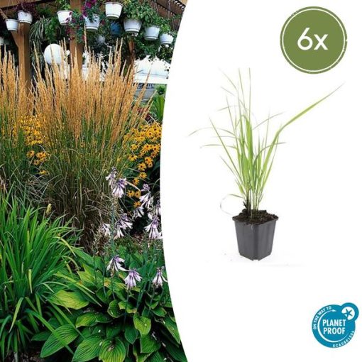 Calamagrostis acut. 'Karl Foerster' - ↕10-25cm - Ø9cm - 6x