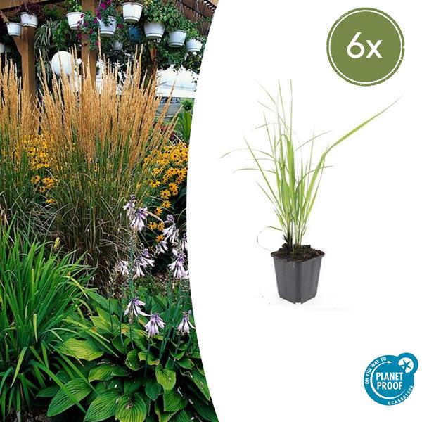 Calamagrostis acut. ‚Karl Foerster‘ – ↕10-25cm – Ø9cm – 6x