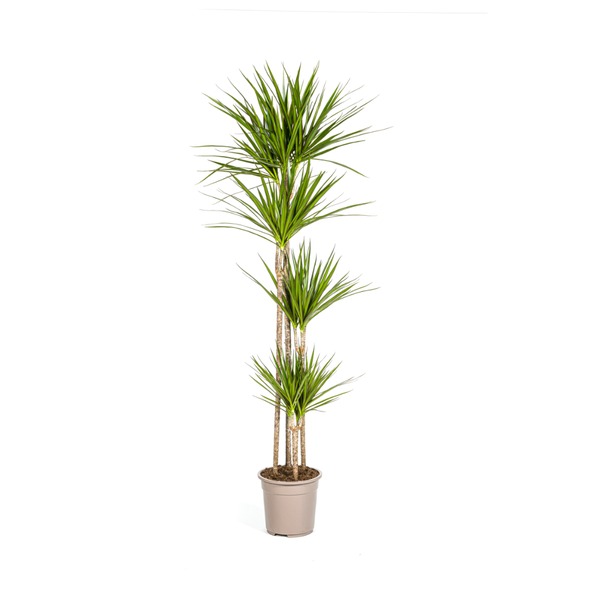 Dracaena Marginata Green Ø27cm – ↕180cm