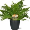 Blechnum Silver Lady – Ø17cm – ↕50cm + Pot Brussels D18x17cm – Anthrazit