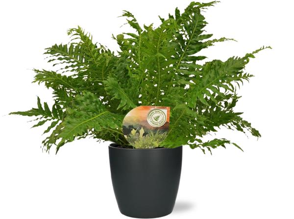 Blechnum Silver Lady – Ø17cm – ↕50cm + Pot Brussels D18x17cm – Anthrazit