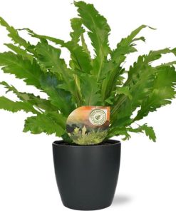 Asplenium Campio – Ø17cm – ↕50cm + Pot Brussels D18x17cm – Anthrazit