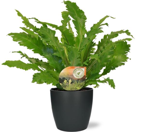 Asplenium Campio – Ø17cm – ↕50cm + Pot Brussels D18x17cm – Anthrazit