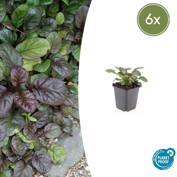 Ajuga reptans ‚Catlin’s Giant‘ – ↕10-25cm – Ø9cm – 6x