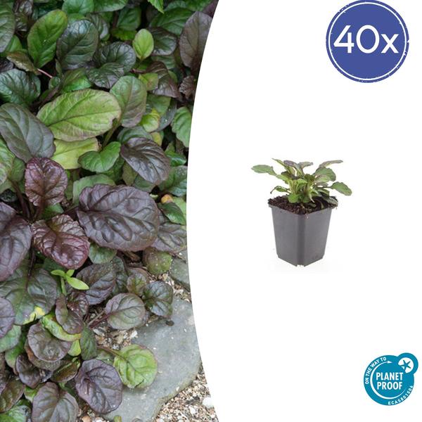 Ajuga reptans ‚Catlin’s Giant‘ – ↕10-25cm – Ø9cm – 40x