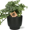 Monstera Monkey – Ø14cm – ↕30cm + Potenza Pot D15x13cm – Schwarz