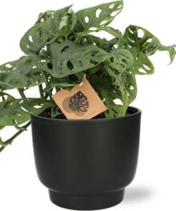 Monstera Monkey – Ø14cm – ↕30cm + Potenza Pot D15x13cm – Schwarz