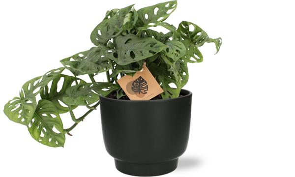 Monstera Monkey – Ø14cm – ↕30cm + Potenza Pot D15x13cm – Schwarz