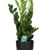 Zamioculcas Zamiifolia – Ø17cm – ↕65cm + Potenza Pot D17,5x15cm – Schwarz