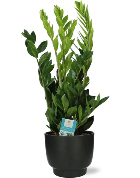 Zamioculcas Zamiifolia – Ø17cm – ↕65cm + Potenza Pot D17,5x15cm – Schwarz