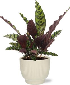 Calathea Insignis – Ø12cm – ↕50cm + Potenza Rib Pot D13x11cm – Weiß