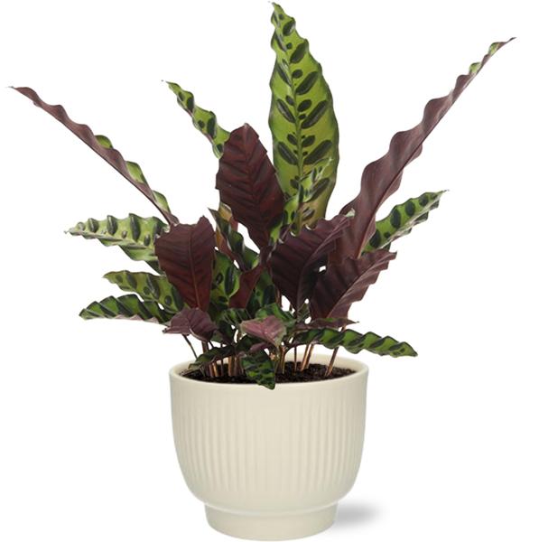 Calathea Insignis – Ø12cm – ↕50cm + Potenza Rib Pot D13x11cm – Weiß