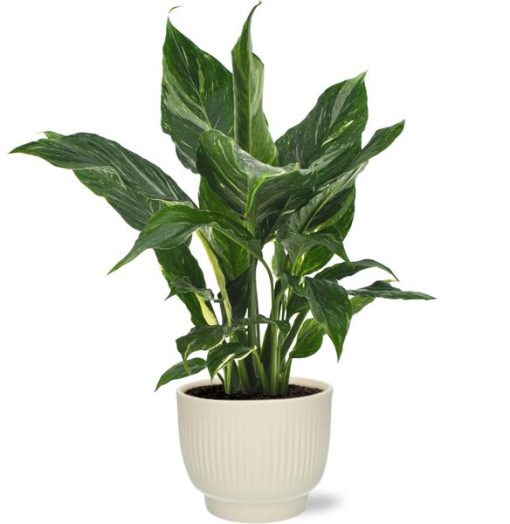 Spathiphyllum Diamond - Ø12cm - ↕40cm + Potenza Rib Pot D13x11cm - Weiß