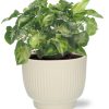 Syngonium Pixie – Ø12cm – ↕20cm + Potenza Rib Pot D13x11cm – Weiß