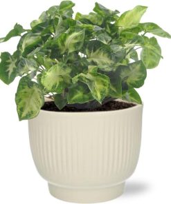 Syngonium Pixie – Ø12cm – ↕20cm + Potenza Rib Pot D13x11cm – Weiß