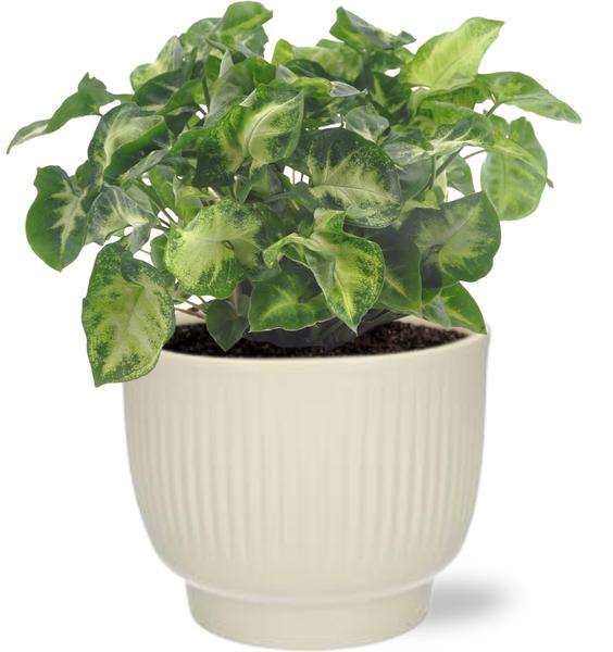 Syngonium Pixie – Ø12cm – ↕20cm + Potenza Rib Pot D13x11cm – Weiß