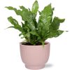 Microsorum Crocodyllus – Ø12cm – ↕30cm + Potenza Rib Pot D13x11cm – Rosa