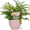 Asplenium Parvati – Ø12cm – ↕35cm + Potenza Rib Pot D13x11cm – Rosa