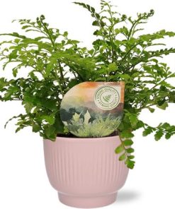 Asplenium Parvati – Ø12cm – ↕35cm + Potenza Rib Pot D13x11cm – Rosa