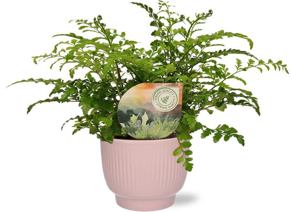 Asplenium Parvati – Ø12cm – ↕35cm + Potenza Rib Pot D13x11cm – Rosa