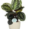 Calathea Medallion – Ø14cm – ↕45cm + Potenza Rib Pot D15x13cm – Weiß