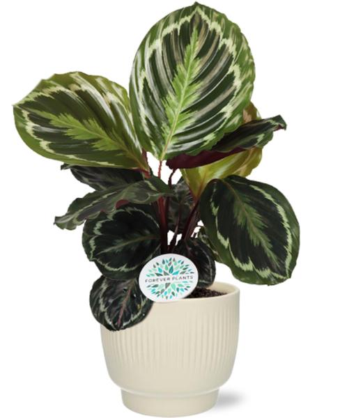 Calathea Medallion – Ø14cm – ↕45cm + Potenza Rib Pot D15x13cm – Weiß