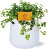 Pilea Depressa Sao Paulo – Ø12cm – ↕20cm + Puglia Pot D13/14,5×13,5cm – Weiß