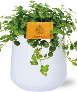 Pilea Depressa Sao Paulo – Ø12cm – ↕20cm + Puglia Pot D13/14,5×13,5cm – Weiß