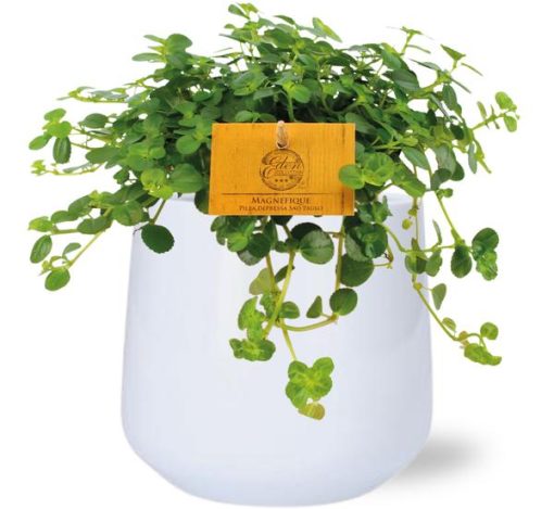 Pilea Depressa Sao Paulo - Ø12cm - ↕20cm + Puglia Pot D13/14,5x13,5cm - Weiß