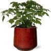 Rademachera Sinica – Ø12cm – ↕27cm + Puglia Pot D13/14,5×13,5cm – Rot