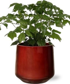 Rademachera Sinica – Ø12cm – ↕27cm + Puglia Pot D13/14,5×13,5cm – Rot