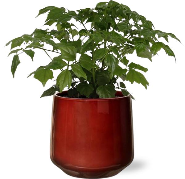 Rademachera Sinica – Ø12cm – ↕27cm + Puglia Pot D13/14,5×13,5cm – Rot