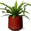 Asplenium Antiquum – Ø12cm – ↕25cm + Puglia Pot D13/14,5×13,5cm – Rot