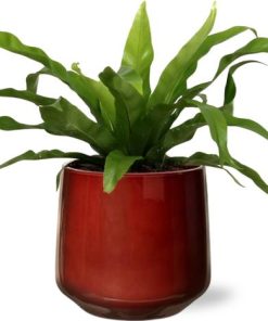 Asplenium Antiquum – Ø12cm – ↕25cm + Puglia Pot D13/14,5×13,5cm – Rot