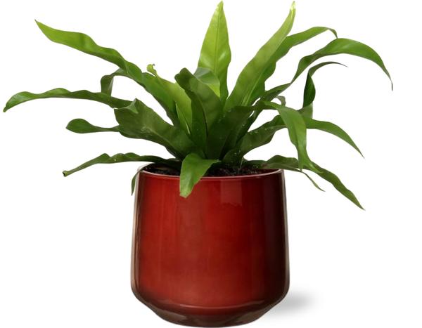 Asplenium Antiquum – Ø12cm – ↕25cm + Puglia Pot D13/14,5×13,5cm – Rot