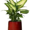 Dieffenbachia Camilla – Ø12cm – ↕35cm + Puglia Pot D13/14,5×13,5cm – Rot