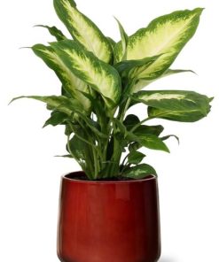 Dieffenbachia Camilla – Ø12cm – ↕35cm + Puglia Pot D13/14,5×13,5cm – Rot