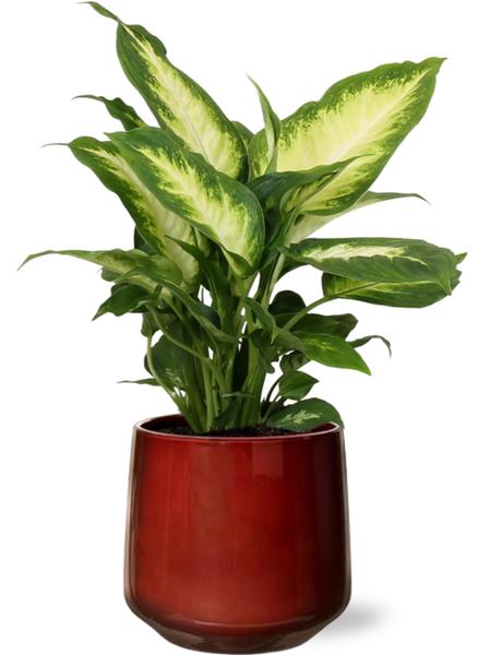 Dieffenbachia Camilla – Ø12cm – ↕35cm + Puglia Pot D13/14,5×13,5cm – Rot