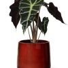 Alocasia Amazonica Polly – Ø12cm – ↕30cm + Puglia Pot D13/14,5×13,5cm – Rot