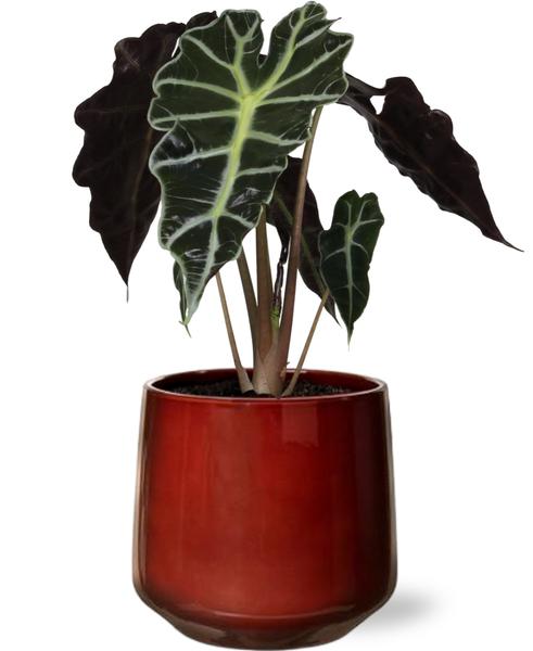 Alocasia Amazonica Polly – Ø12cm – ↕30cm + Puglia Pot D13/14,5×13,5cm – Rot